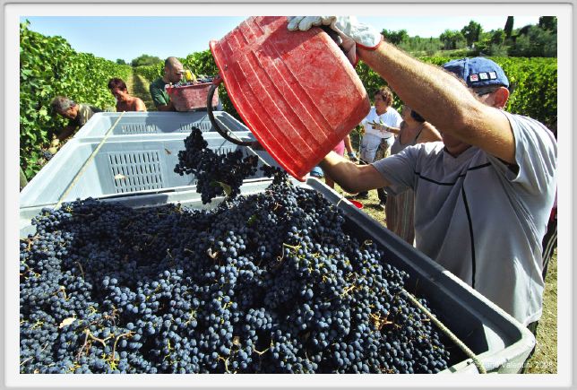 tenuta_di_arceno1078