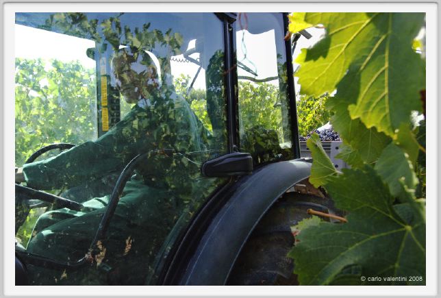 tenuta_di_arceno1083