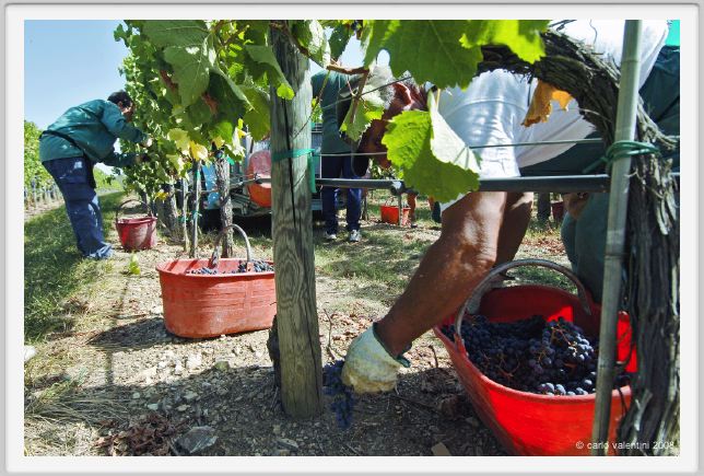 tenuta_di_arceno1085