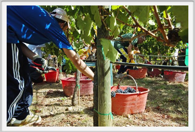 tenuta_di_arceno1086