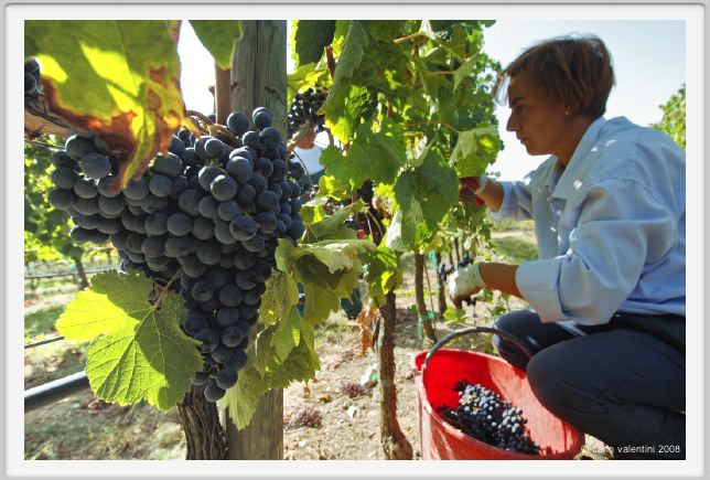 tenuta_di_arceno1089