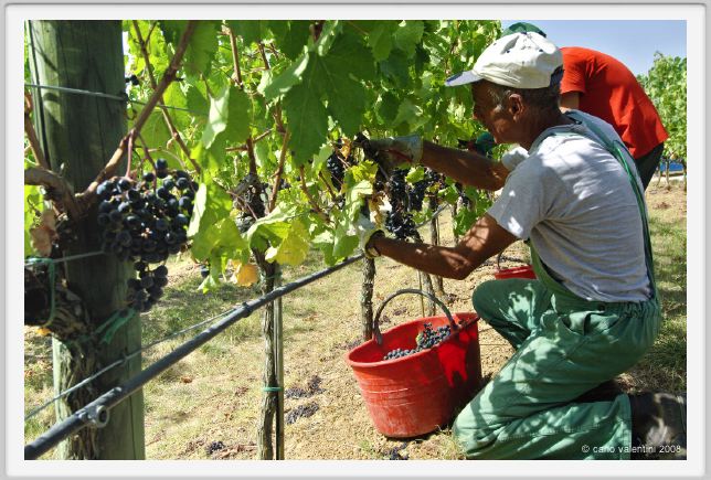 tenuta_di_arceno1093