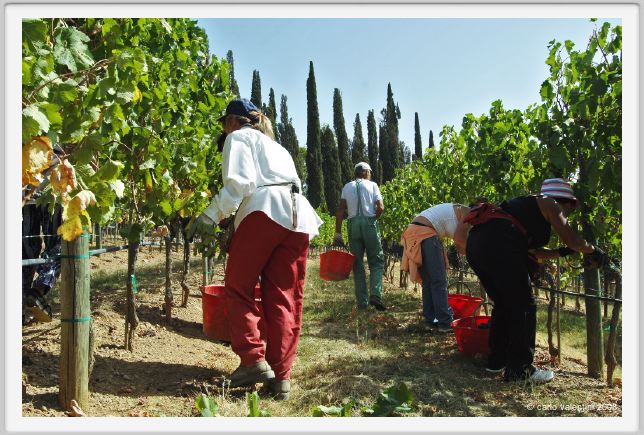 tenuta_di_arceno1098