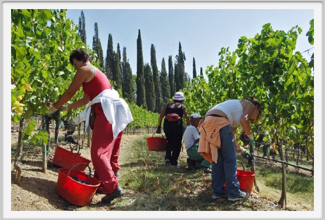 tenuta_di_arceno1100