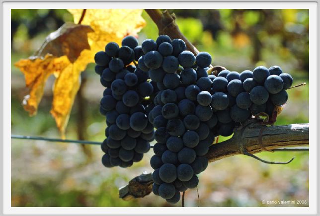 tenuta_di_arceno1124