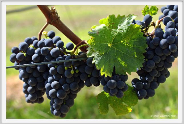 tenuta_di_arceno1125