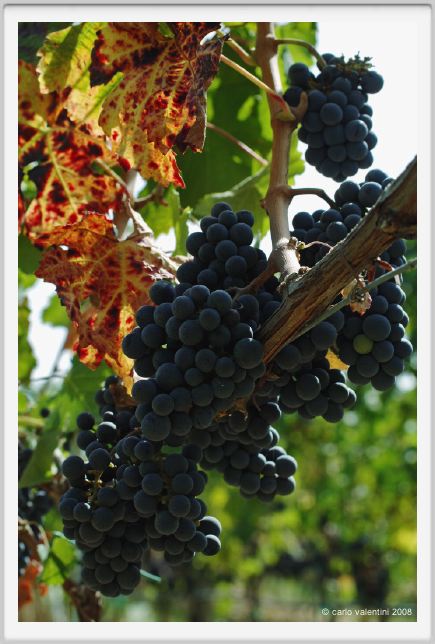 tenuta_di_arceno1127