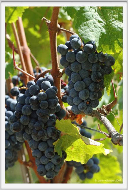 tenuta_di_arceno1129