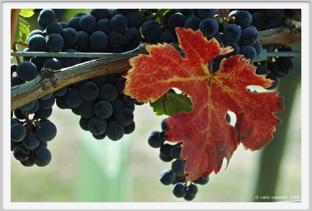 tenuta_di_arceno1130