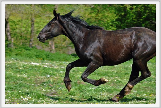 butteri021