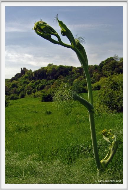 butteri141