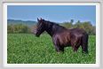 butteri002