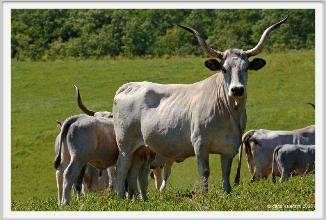 butteri363