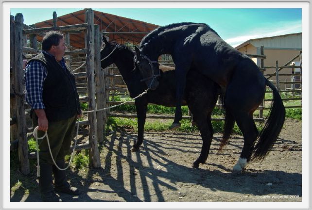 butteri340