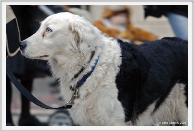 viareggio_carnevale117