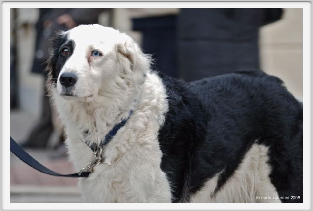 viareggio_carnevale118