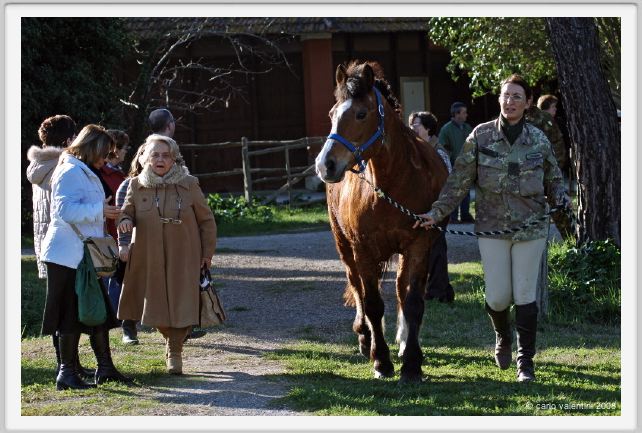 cmv_grosseto121