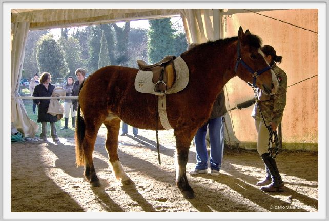 cmv_grosseto148