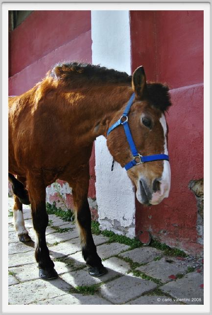 cmv_grosseto016