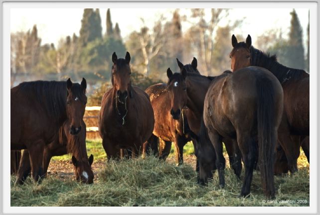 cmv_grosseto171