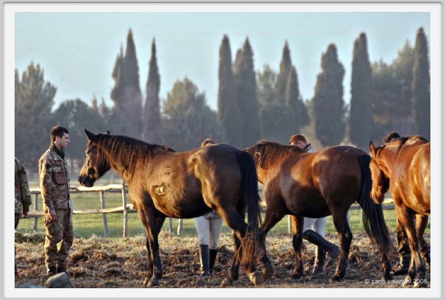 cmv_grosseto174
