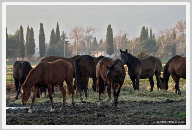 cmv_grosseto175