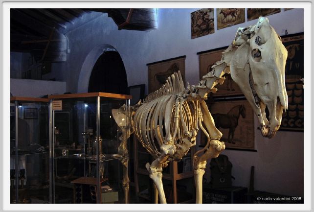cmv_grosseto179