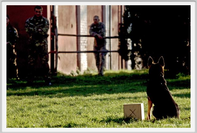 cmv_grosseto213