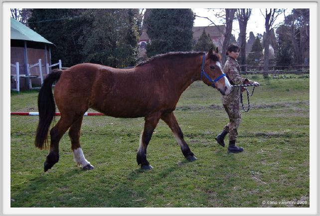 cmv_grosseto026