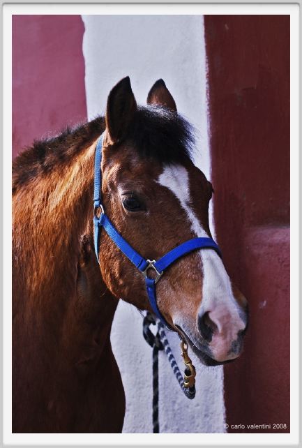 cmv_grosseto033