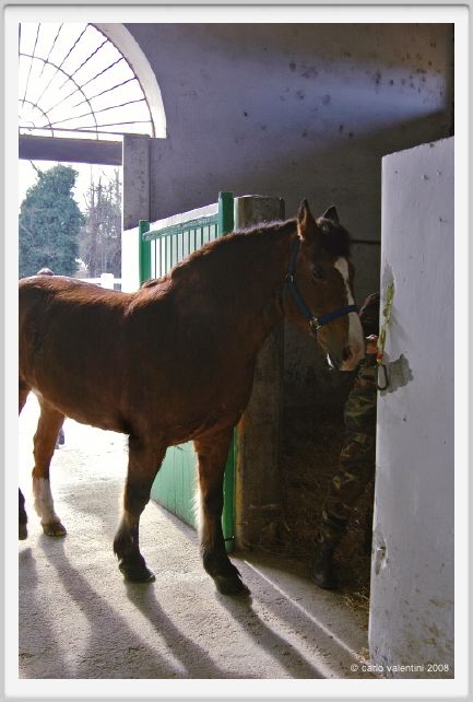 cmv_grosseto036