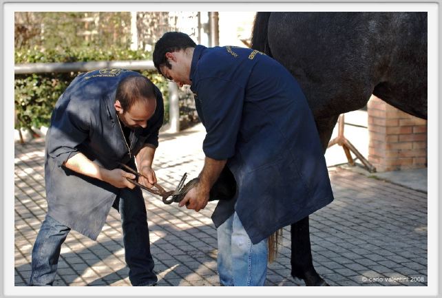 cmv_grosseto062