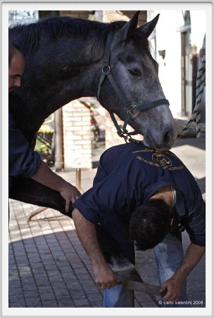 cmv_grosseto070