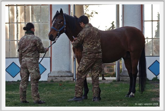 cmv_grosseto098