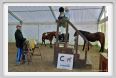 cmv_grosseto140