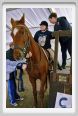 cmv_grosseto145