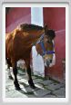 cmv_grosseto016
