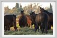 cmv_grosseto171