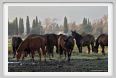 cmv_grosseto175