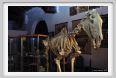 cmv_grosseto179