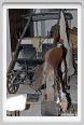 cmv_grosseto191