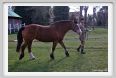 cmv_grosseto026