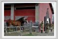 cmv_grosseto027