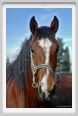 cmv_grosseto028