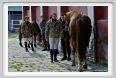 cmv_grosseto029