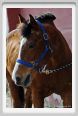 cmv_grosseto031