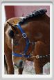 cmv_grosseto032