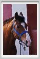 cmv_grosseto033