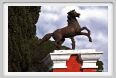 cmv_grosseto005