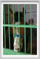 cmv_grosseto046